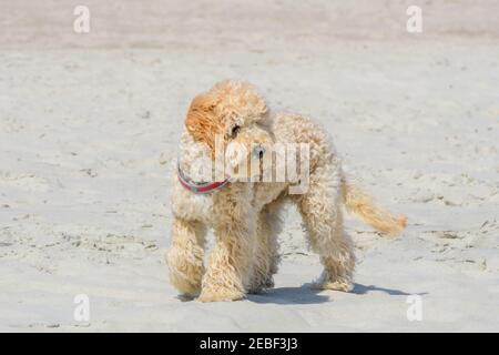 Cute Goldendoodle dog puppy on sand beach near sea. Beige colored doggy on similar color beige sandy seacoast. Goldendoodles are canine mix of Golden Stock Photo