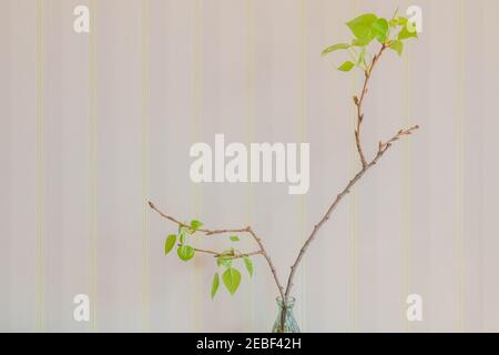 Fresh leaves on twig of lime tree indoors on light background. Linden tree branch with young leaves indoors. Twig with fresh leaves of tilia tree. Spr Stock Photo