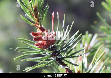 Male pollen cones on a Wiethorst Pine tree Stock Photo