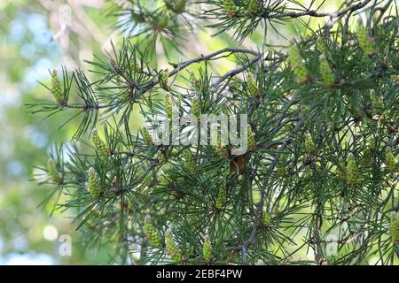 Lower branches of a pine tree covered in male cones Stock Photo
