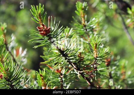 Male pollen cones on a Wiethorst Pine tree Stock Photo