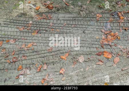 Several tire tracks imprinted in the grayish mud from cars and trucks with fallen leaves on the surface in a drying puddle in the parking lot at the p Stock Photo