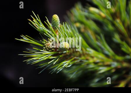 Tiny green pine cones against a black background Stock Photo