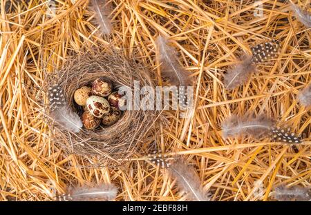 Quail eggs in a natural nest, top view with space to copy. Stock Photo