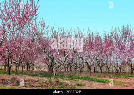 orchard with peach trees during flowering Stock Photo