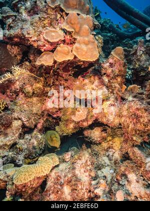 Seascape with Green Moray Eel in coral reef of Caribbean Sea, Curacao Stock Photo
