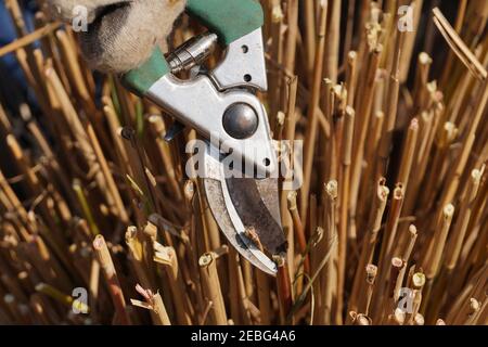 Cutting the remains of last year's plants with a pruner. Early spring garden work. Stock Photo