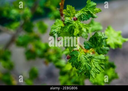 Young leaves of black currant on green blurred background. Close-up. Young branches of bushes began to blossom. Selective focus Stock Photo