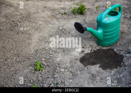 Green watering in the right corner on the background of the garden and dry gray soil. Wet puddle. Some greens. The theme is severe dry land, drought Stock Photo