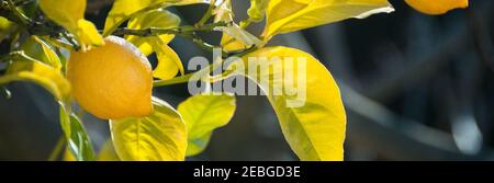 Banner of a close up of a lemon on a lemon tree in a garden on a sunny day Stock Photo