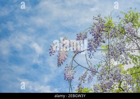 Flowering violet wisteria plants on blue sky with white clouds background. Blooming spring flowers of wisteria. Wisteria - genus of flowering plants i Stock Photo