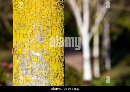 Close-up of lichen on a tree trunk with silver birch trees in the background. Stock Photo