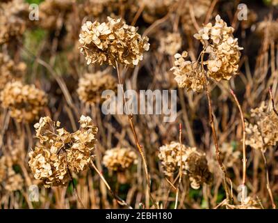 Hydrangea bushes in winter showing dead leaves with a beautiful colour. Stock Photo