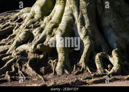 Close up of knotted roots at the base of a large tree. Stock Photo