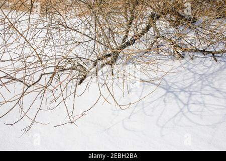 Winter in Poland, frozen reeds and tree branches in the lake ice or ice-bound river. Stock Photo