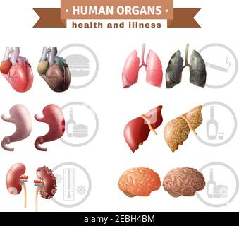 Human organs health risk factors icons composition medical poster with hart liver brain and lungs educative vector illustration Stock Vector