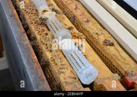 bee queen breeding – artificial queen cell curlers with still unhatched bee queens inside in beehive waiting for hatch Stock Photo