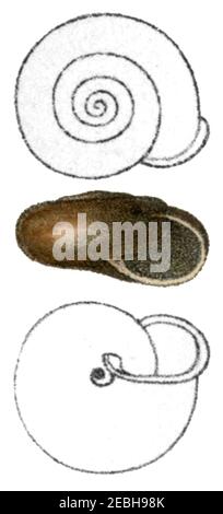 Pyrene Shell Norelona pyrenaica shell 2 Stock Photo - Alamy