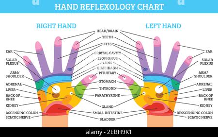 Parts of a lung on white background illustration Stock Vector Image ...