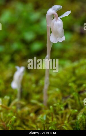 Monotropa uniflora, also known as ghost plant (or ghost pipe), Indian pipe or corpse plant, Placentia Newfoundland Stock Photo