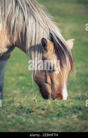 Wild Dartmoor pony grazing by the roadside, Devon, England, UK Stock Photo