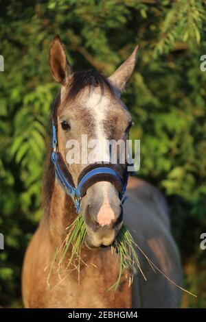 Beautiful young saddle horse eating fresh green grass on summer pasture Freshly picked green grass in the horse mouth Stock Photo