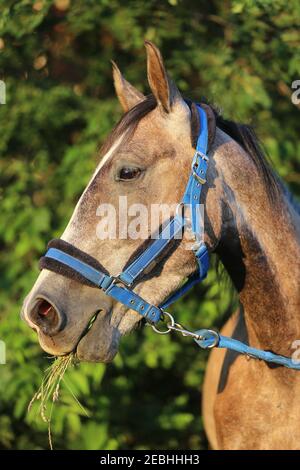 Beautiful young saddle horse eating fresh green grass on summer pasture Freshly picked green grass in the horse mouth Stock Photo