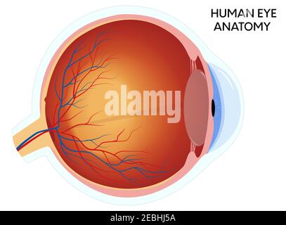 Human eye anatomy diagram, medical educational cross section illustration. Isolated on a white background. Stock Vector
