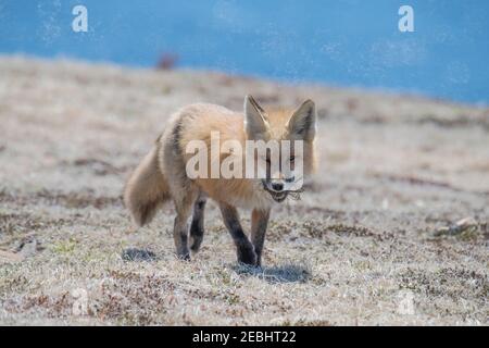 Red fox female carrying a vole she caught in her mouth Cape St. Mary's, Newfoundland Stock Photo