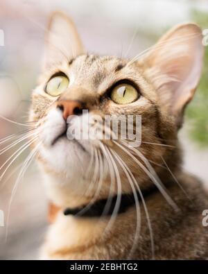 Beautiful tabby cat, brown orange and white, with green eyes, closeup face portrait Stock Photo