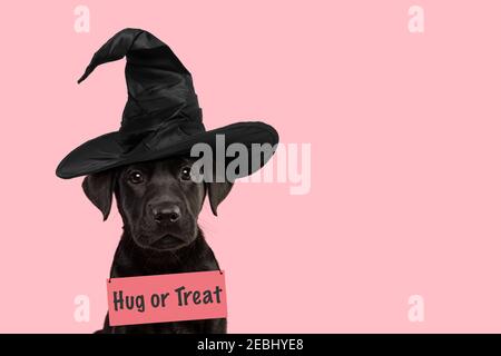 Portrait of a cute black labrador retriever puppy wearing a witch hat for halloween going for trick or treat with space for copy Stock Photo