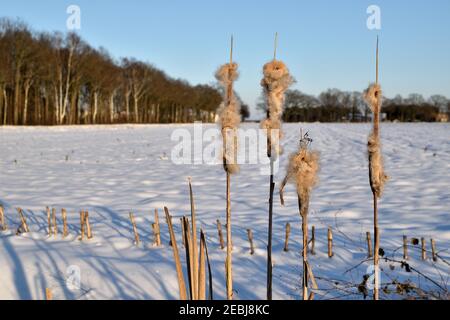 Winter bullrushes in front of a snow covered field in the Netherlands Stock Photo