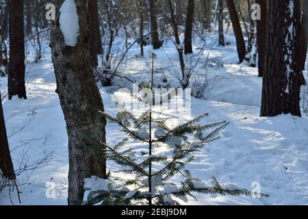 Small snow covered fir tree in a forest in the Netherlands Stock Photo