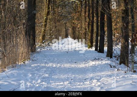 Snow covered path through a forest in the Netherlands Stock Photo