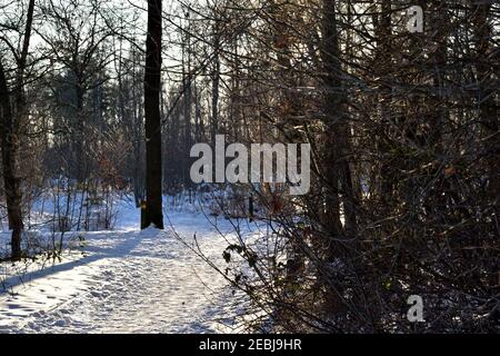 Winter woodland trees beside a snow covered footpath through the forest Stock Photo