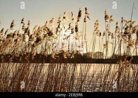 Reeds beside a canal in the Netherlands silhouetted against a yellow sun Stock Photo