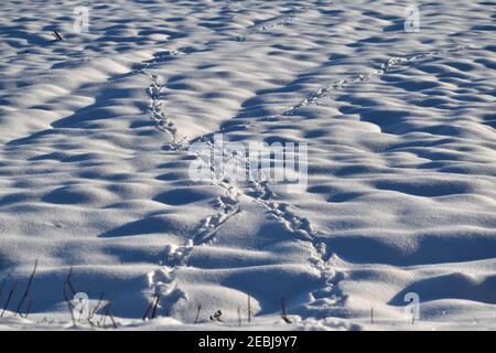 Animal tracks in a snow covered field in the Netherlands Stock Photo