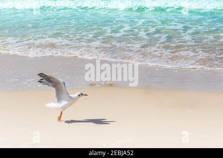 Flying seagull at sandy beach. Gull spreading wings on seashore. Bird flying up from sand coast by sea. Seagull flies at seaside. Seabird spreads wing Stock Photo