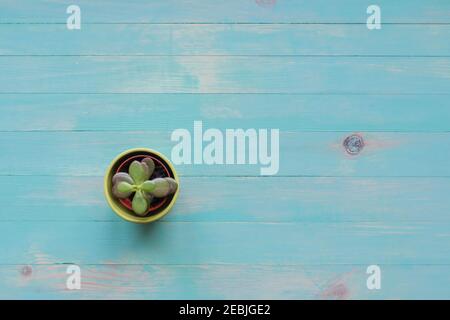 Green succulent isolated on azure vintage wooden background. Succulent green plant in pot on wood board. Flat lay, top view. Copy space. Stock Photo