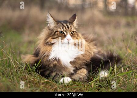 the pride of a beautiful outdoor Norwegian forest cat. freedom and beauty Stock Photo