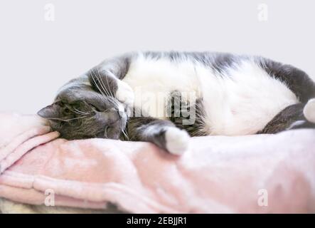 A gray and white shorthair cat napping on a soft blanket Stock Photo