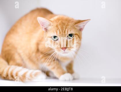 An orange tabby shorthair cat displaying tense body language, crouching and staring at the camera with dilated pupils and a grumpy expression Stock Photo