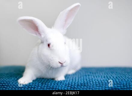 A white American rabbit with pink eyes sitting on a blue blanket Stock Photo