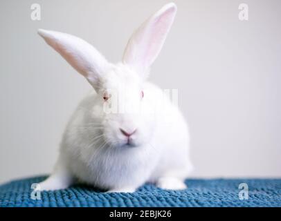 A white American rabbit with pink eyes sitting on a blue blanket Stock Photo