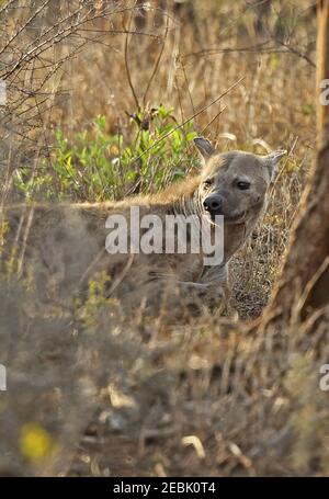 Spotted Hyena (Crocuta crocuta) adult standing in dry scrub Kruger NP, South Africa          November Stock Photo