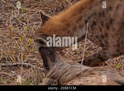 Spotted Hyena (Crocuta crocuta) close up of two play-fighting Kruger NP, South Africa          November Stock Photo