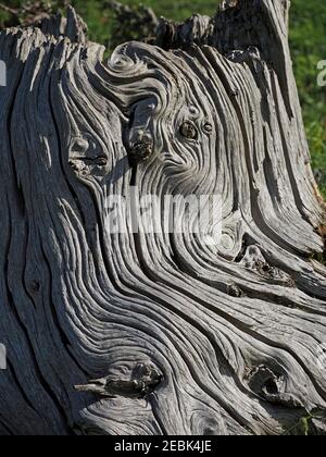 shadows & light of sunshine on coils & swirls of gnarled sun-bleached grainy wood of old stump of dead hardwood tree in Cumbria England UK Stock Photo