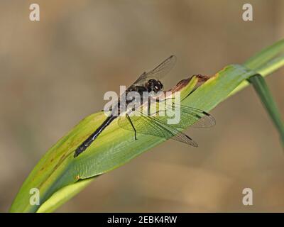 Black Darter dragonfly (Sympetrum danae) or black meadowhawk basking in sunshine on green waterside leaf perch in Cumbrian bog Cumbria, England, UK Stock Photo