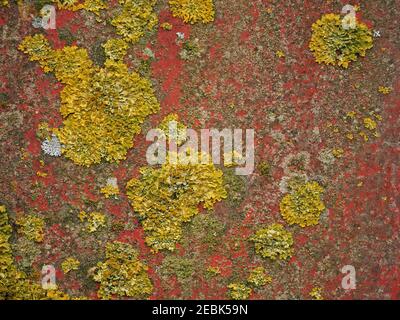 mature yellow white & grey lichens growing freely on faded rusty red paintwork of old muck-spreader on a farm in Cumbria, England, UK Stock Photo
