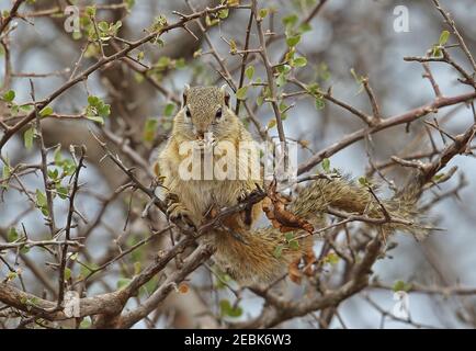 Smith's Bush Squirrel (Paraxerus cepapi) adult sitting in tree eating Kruger NP, South Africa          November Stock Photo